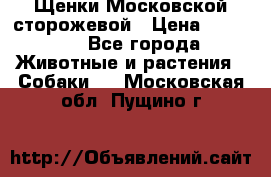 Щенки Московской сторожевой › Цена ­ 35 000 - Все города Животные и растения » Собаки   . Московская обл.,Пущино г.